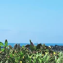 韩国濟州特別自治道濟州市 - 济州市旅游 缩略图 5