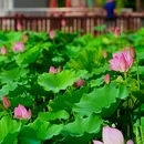 北京国际鲜花港 - 北京市旅游 缩略图 8