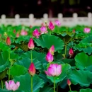 北京国际鲜花港 - 北京市旅游 缩略图 1