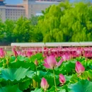 北京国际鲜花港 - 北京市旅游 缩略图 3