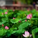 北京国际鲜花港 - 北京市旅游 缩略图 4