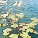 青铜峡市鸽子山葡萄酒文旅小镇游客服务中心 - 吴忠市旅游 缩略图 2
