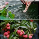 宝墨园景区 - 广州市旅游 缩略图 2