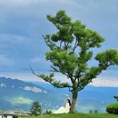 四川省天全喇叭河自然区 - 雅安市旅游 缩略图 7