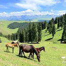 喀拉峻风景区 - 伊犁哈萨克自治州旅游 缩略图 2