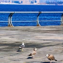 大连星海广场-音乐喷泉 - 大连市旅游 缩略图 5