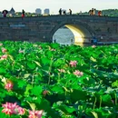 杭州西湖风景名胜区-断桥 - 杭州市旅游 缩略图 9