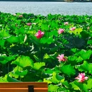 杭州西湖风景名胜区-断桥 - 杭州市旅游 缩略图 6