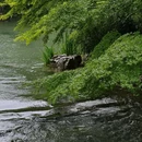 杭州西湖风景名胜区-曲院风荷 - 杭州市旅游 缩略图 4