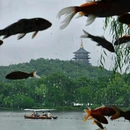 杭州西湖风景名胜区-曲院风荷 - 杭州市旅游 缩略图 5