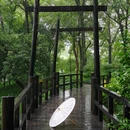 杭州西湖风景名胜区-曲院风荷 - 杭州市旅游 缩略图 7