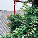 琉璃瓦舍·老北京四合院(北京天安门广场店) - 北京旅游 缩略图 8