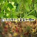 延吉果宿酒店 - 延边朝鲜族自治州旅游 缩略图 5