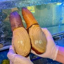 鲍火鲍鱼鸡海鲜火锅 - 深圳市旅游 缩略图 4