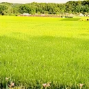 广州迳下乡村旅游景区 - 广州市旅游 缩略图 6