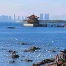 琴屿路 - 青岛市旅游 缩略图 9