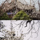大明湖风景名胜区 - 济南市旅游 缩略图 3