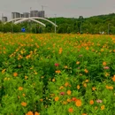 兴隆湖湿地公园 - 成都市旅游 缩略图 6