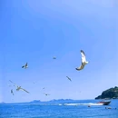 大连棒棰岛景区 - 大连市旅游 缩略图 2