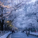 古鸡鸣寺 - 南京市旅游 缩略图 1