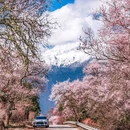 南迦巴瓦峰 - 林芝市旅游 缩略图 1