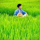 万春·和林稻海 - 成都市旅游 缩略图 8