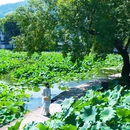 呈坎八卦村景区 - 黄山市旅游 缩略图 6