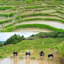 云和梯田景区 - 丽水市旅游 缩略图 9