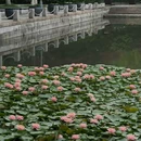 荷园-游船码头 - 常州市旅游 缩略图 4