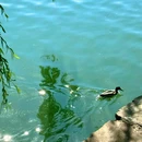 什刹海公园 - 北京市旅游 缩略图 5