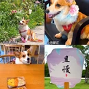 无锡阳山花间堂·桃花岛 - 无锡市旅游 缩略图 5