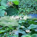 洪湖公园 - 深圳市旅游 缩略图 1