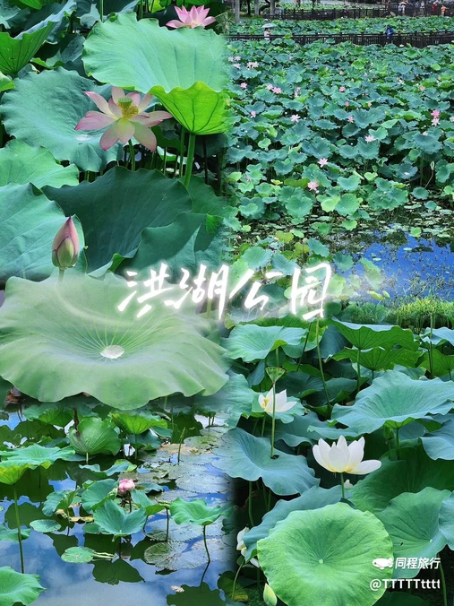 洪湖公园 - 深圳市旅游