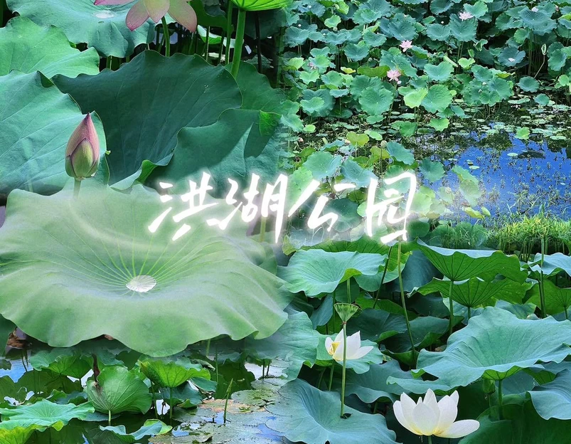 洪湖公园 - 深圳市旅游 1