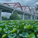 洪湖公园 - 深圳市旅游 缩略图 9