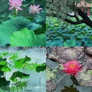 洪湖公园 - 深圳市旅游 缩略图 6