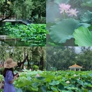 洪湖公园 - 深圳市旅游 缩略图 7