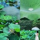 洪湖公园 - 深圳市旅游 缩略图 8