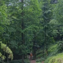 尖尖树 - 成都市旅游 缩略图 8