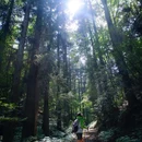 大树王景区 - 杭州市旅游 缩略图 7