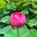 王莽千亩荷花 - 西安市旅游 缩略图 2