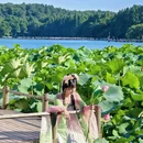 杭州西湖风景名胜区-曲院风荷 - 杭州市旅游 缩略图 3