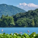 杭州西湖风景名胜区-曲院风荷 - 杭州市旅游 缩略图 5