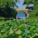 杭州西湖风景名胜区-曲院风荷 - 杭州市旅游 缩略图 4