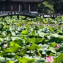杭州西湖风景名胜区-曲院风荷 - 杭州市旅游 缩略图 8