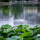 莫愁湖公园 - 南京市旅游 缩略图 4