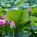莫愁湖公园 - 南京市旅游 缩略图 2