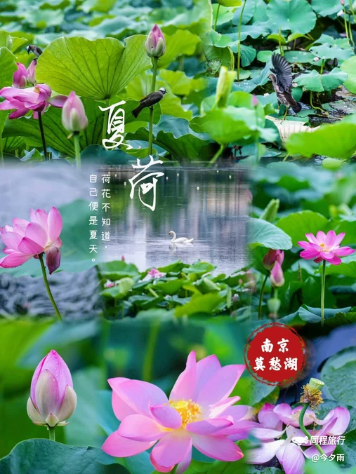 莫愁湖公园 - 南京市旅游