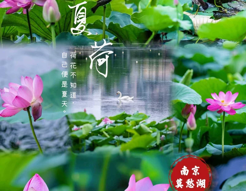 莫愁湖公园 - 南京市旅游 1