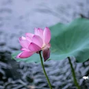 莫愁湖公园 - 南京市旅游 缩略图 8
